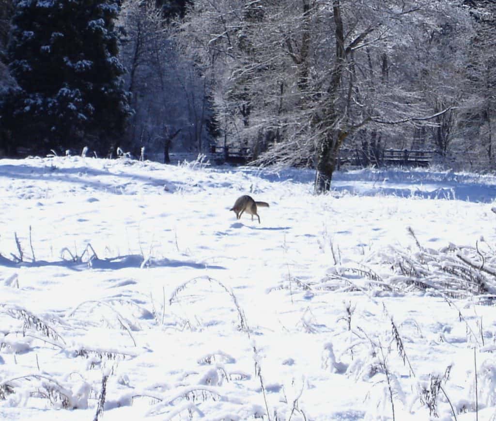 Coyote pouncing on prey beneath the snow
