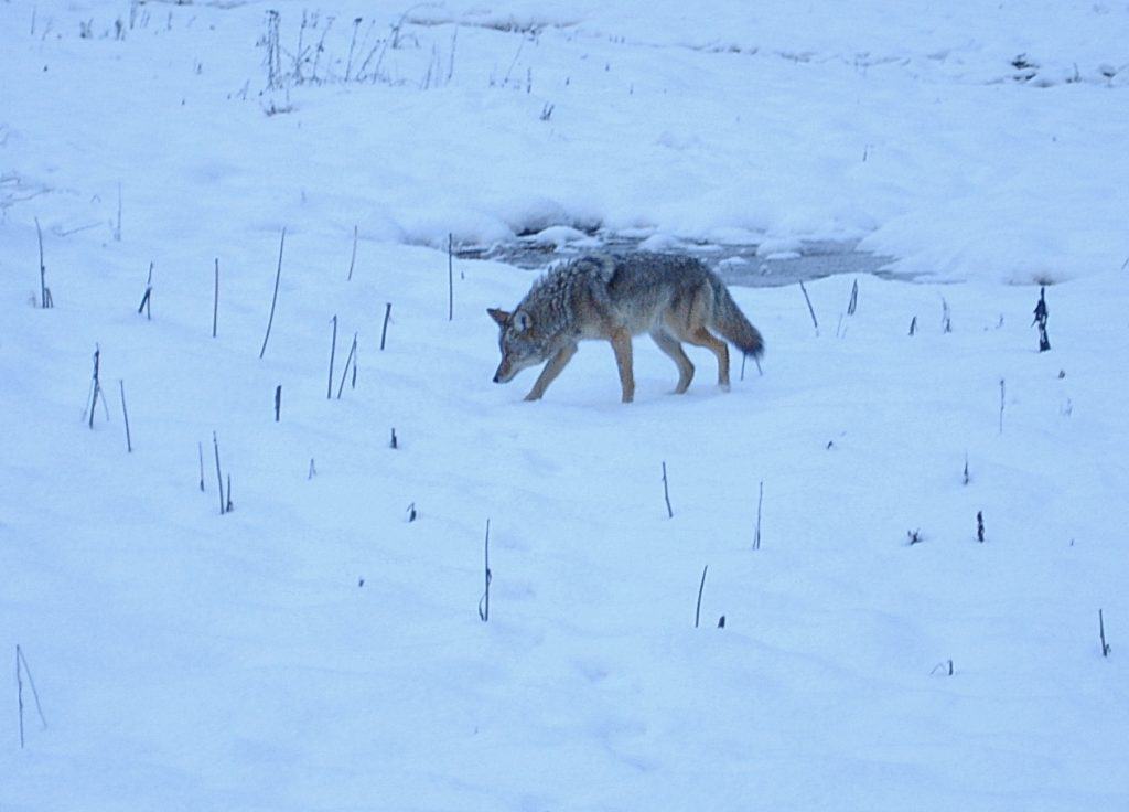 Coyote hunting in snowy meadow in Yosemite Valley