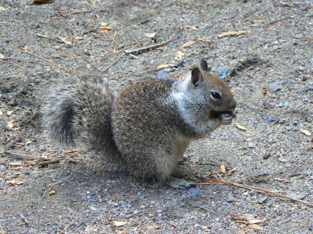 Ground squirrel in Curry Village