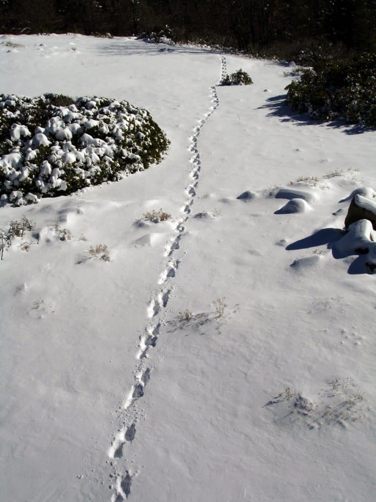 Line of bear tracks across expanse of snow