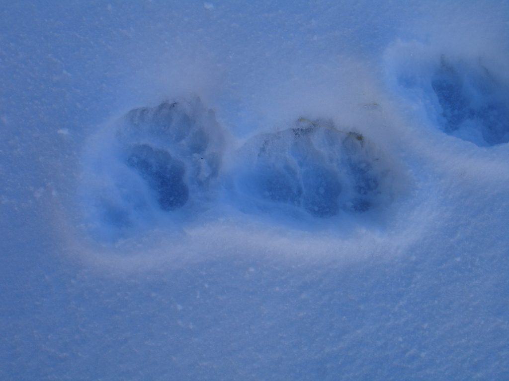 close up of bear tracks