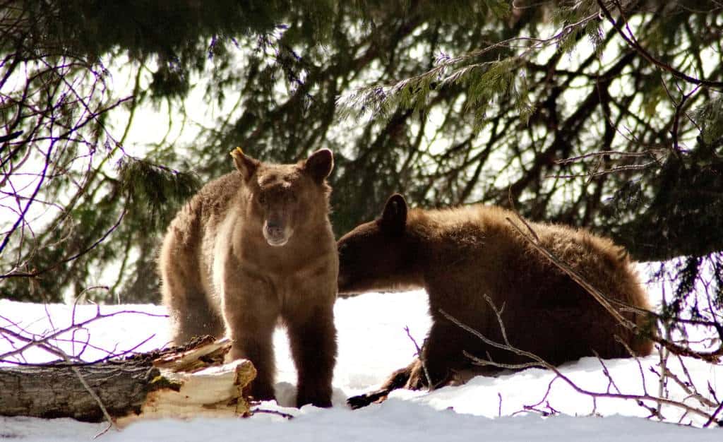Two bears in Yosemite Valley in February snow