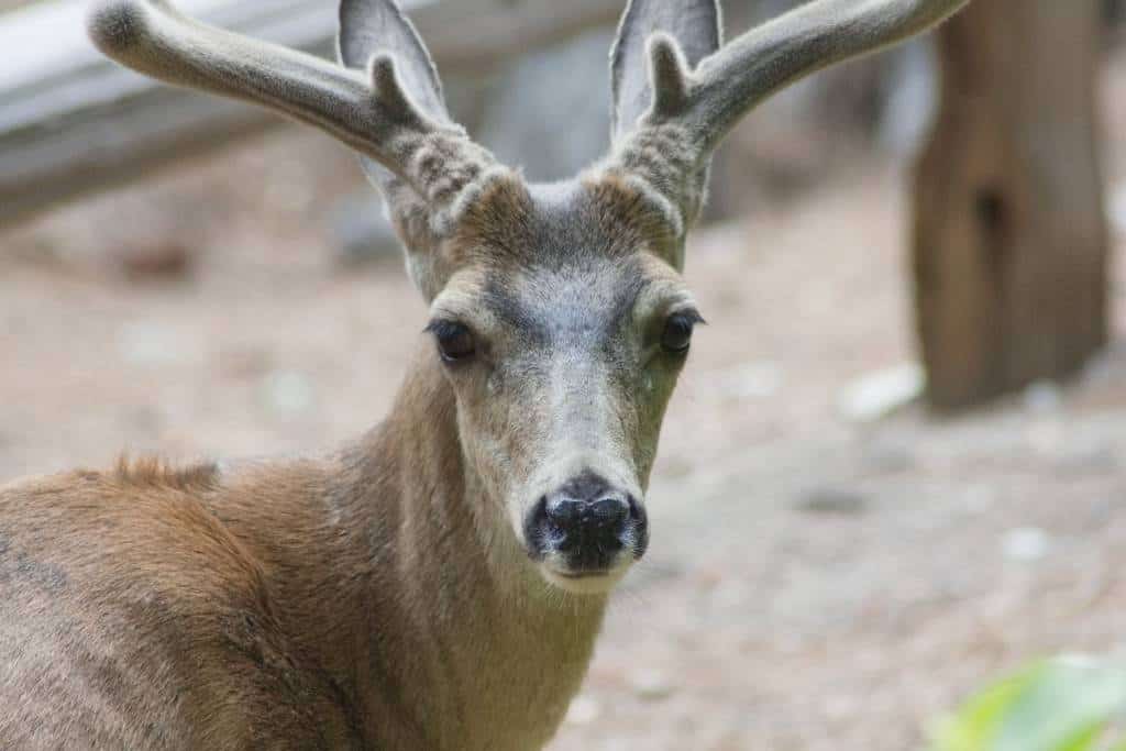 Close-up of mule deer face with velvet still on the antlers, deer facing the camera