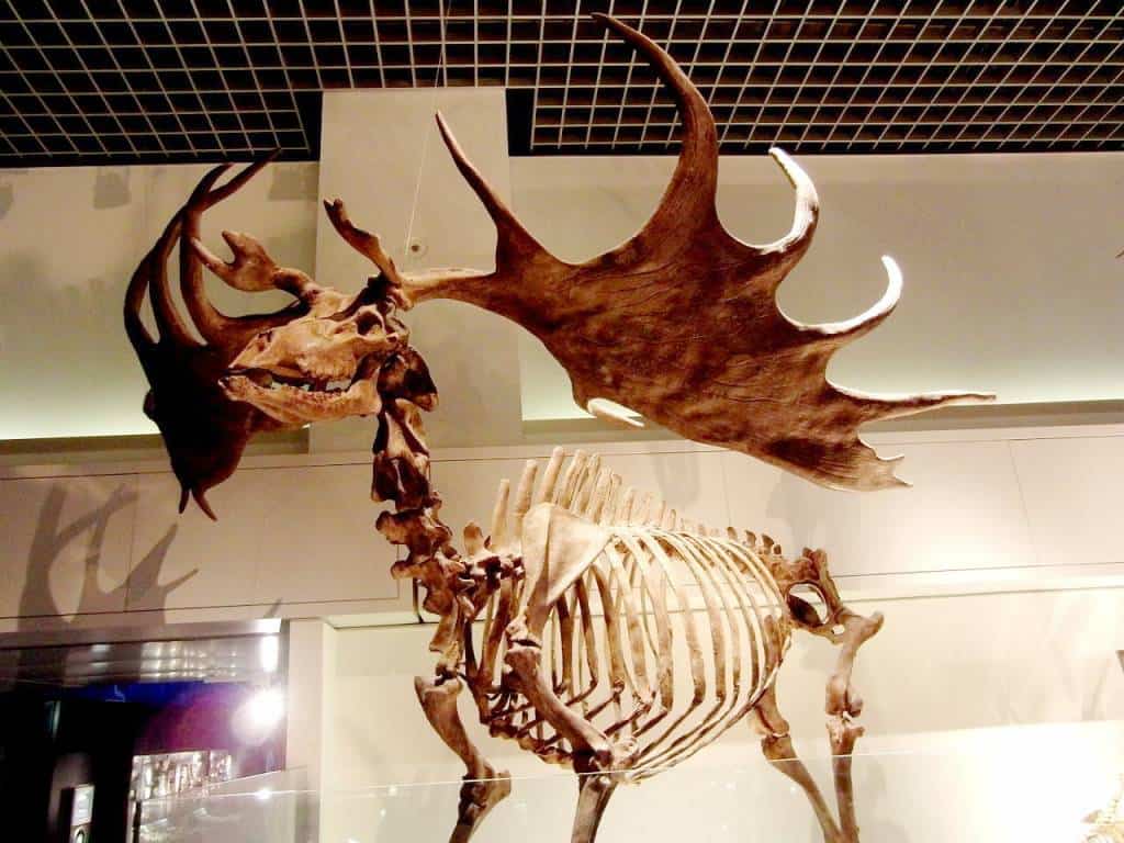 Skeleton of Megaloceros giganteus