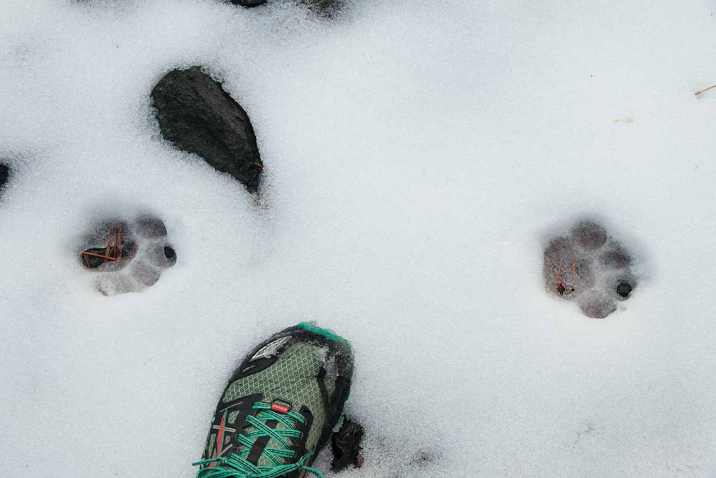 Mountain lion tracks in the snow with a shoe for perspective