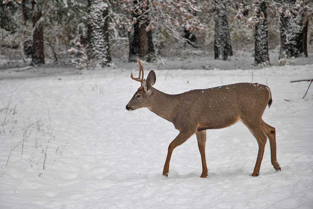 Yosemite In November: Conditions, Things to Do and Rainy Day Activities ...