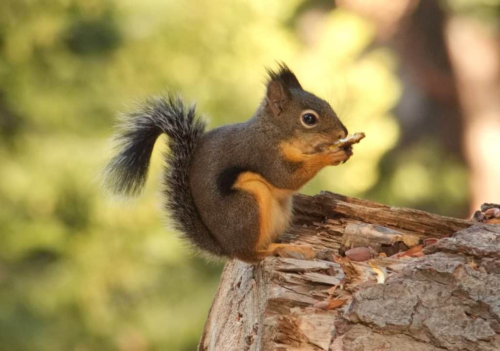 Chickaree or Douglas squirrel (Tamiasciurus douglasii) perched on a long in our yard in Yosemite West