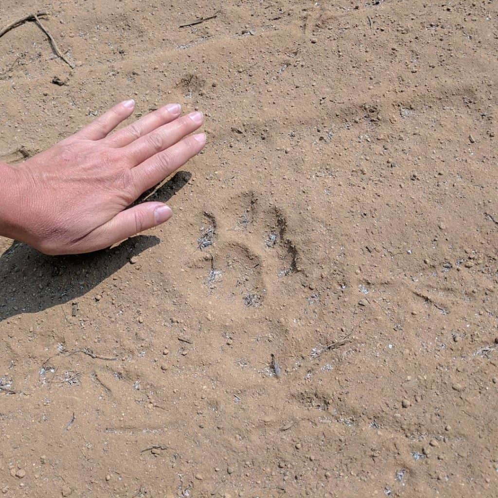 Mountain lion track in the dirt