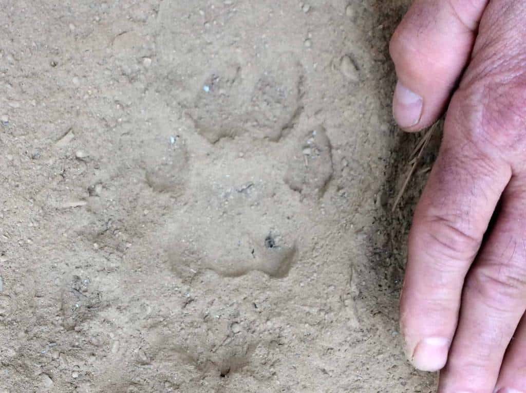 Close up of mountain lion track in the dirt with hand for scale