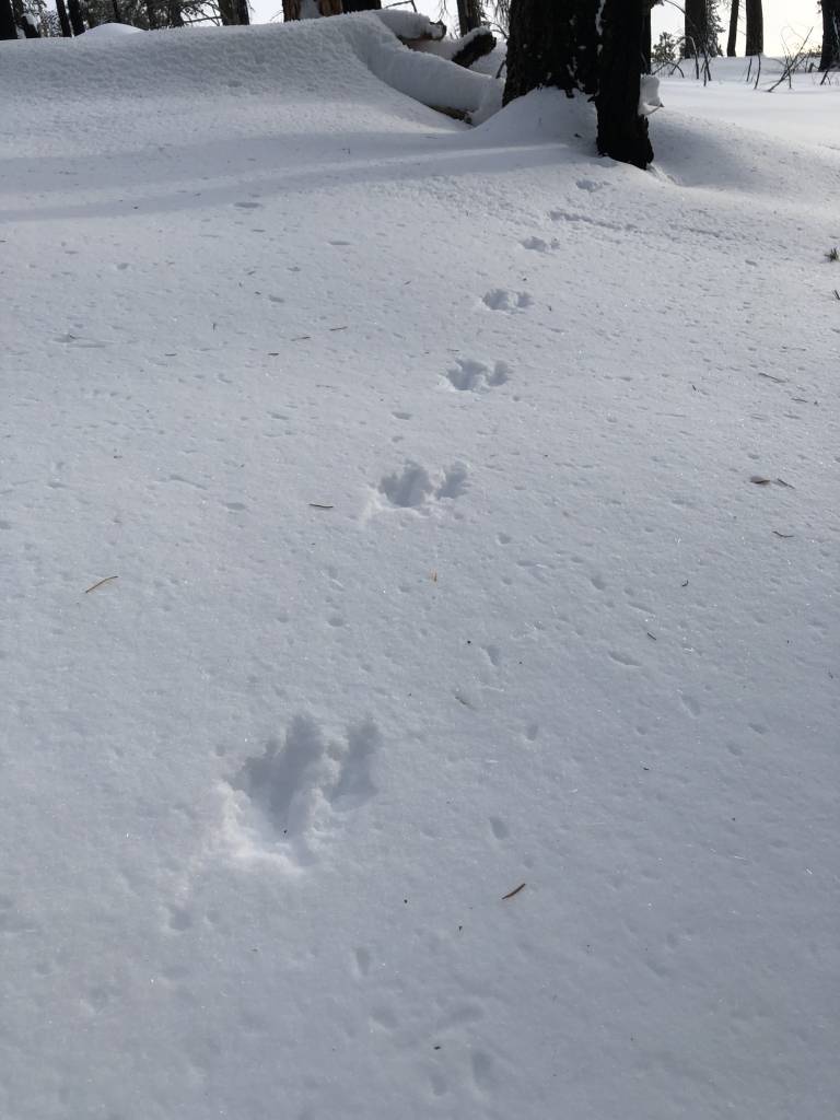 marten track on the snow