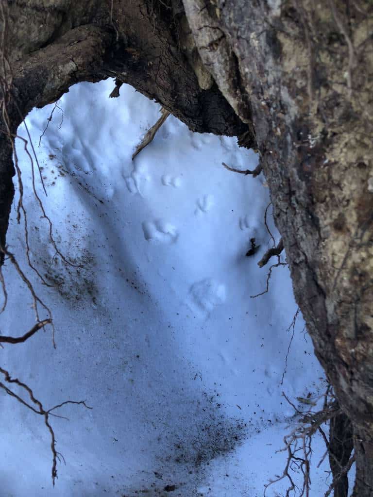 marten and squirrel tracks