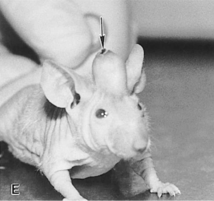 Lab mouse with "antler" between the ears